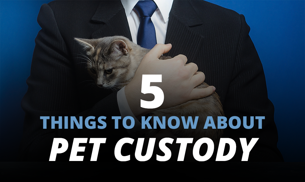 man in suit holding a cat, with the words 5 things to know about pet custody.