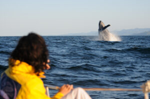 Go whale watching